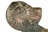Iridescent, Pyritized Ammonite (Quenstedticeras) Fossil Display #353742-1